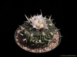 Stenocactus spec. 2311